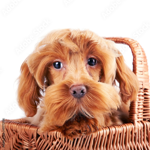 Portrait of a decorative dog in a basket. © Azaliya (Elya Vatel)