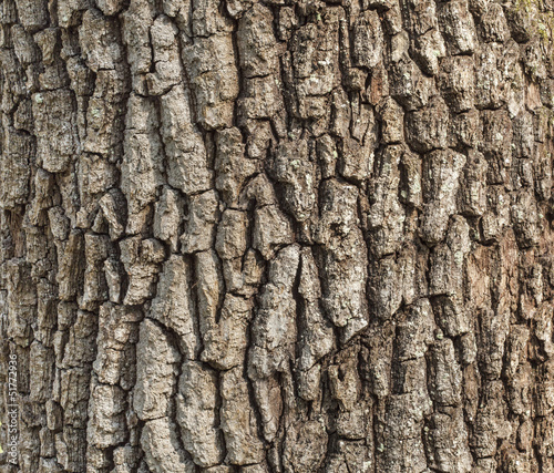 Foto Detail of oak tree bark