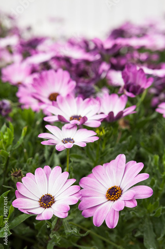 White and purple daisies in a greenhouse.