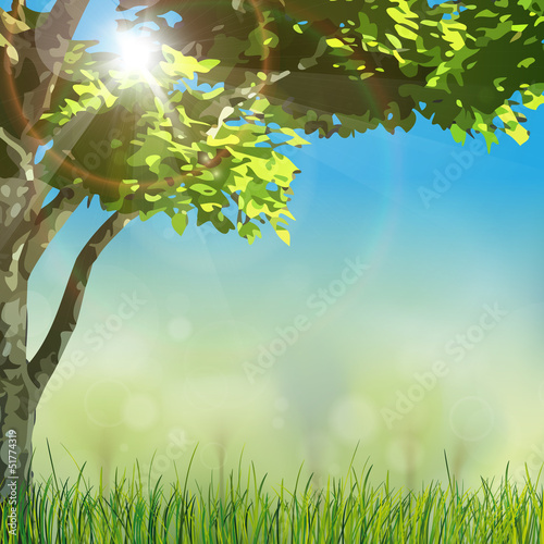 grass nature with sun