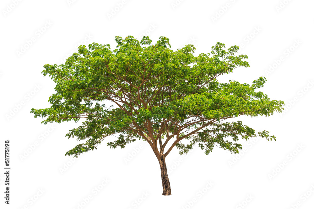 Rain tree (Samanea saman), tropical tree in the northeast of Tha