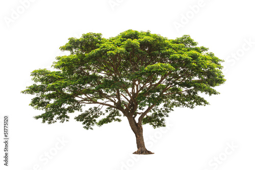 Rain tree (Samanea saman)