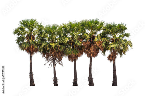 Five borassus flabellifer trees, known by several common names, © ijacky