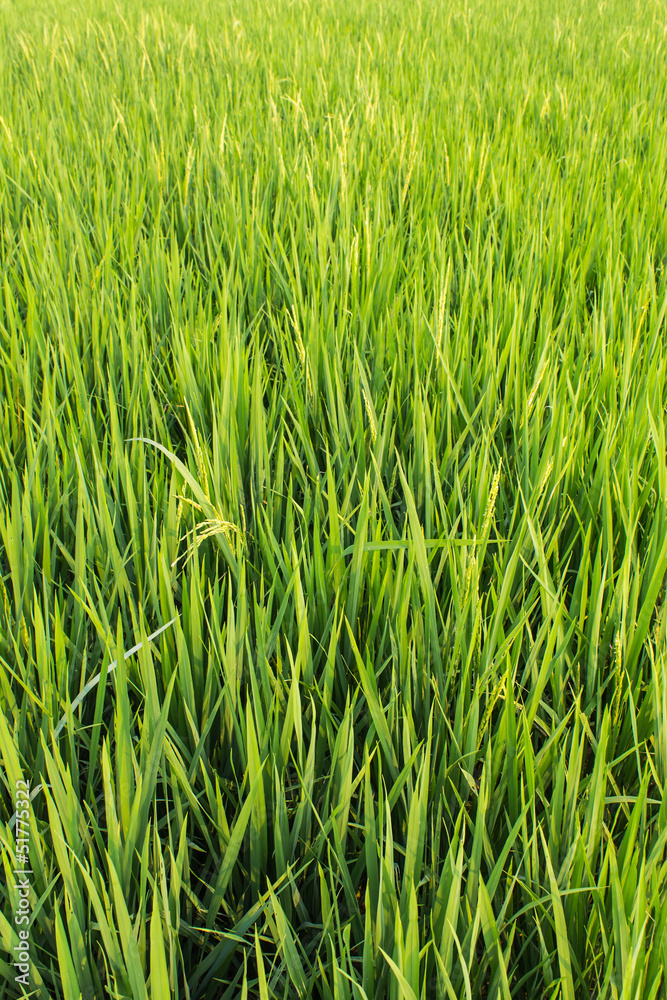 Obraz premium Green fresh rice fields