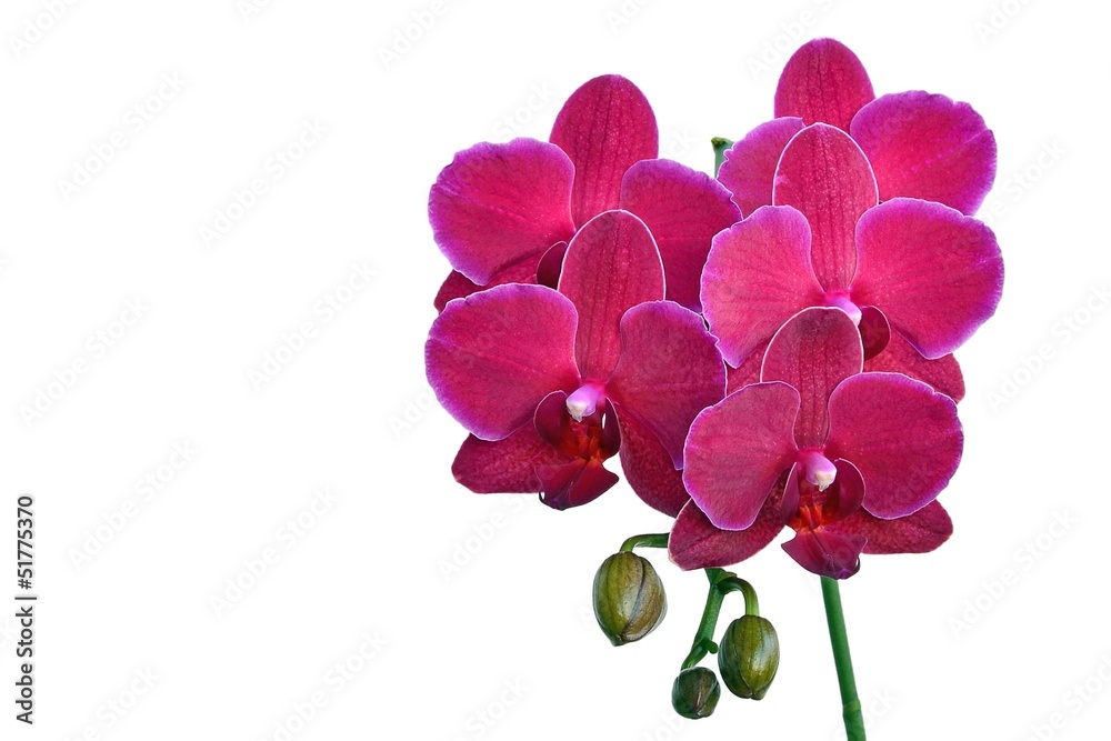 Obraz premium Purple orchid - closeup