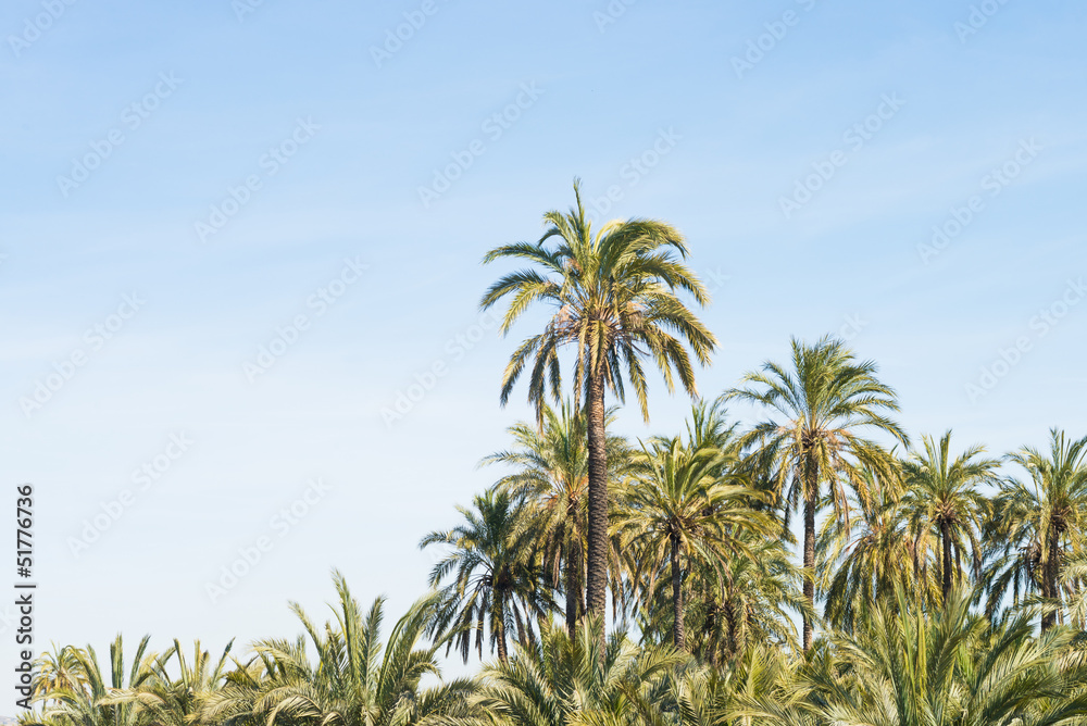 Palm tree plantation Palm tree plantation