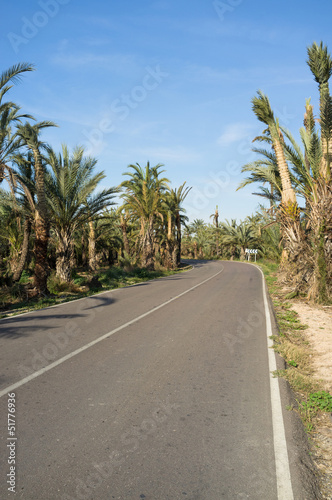 Tropical road