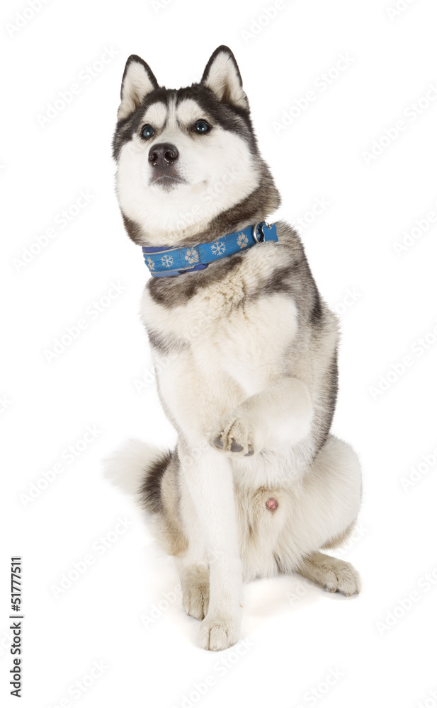 Siberian Husky Siberian Husky