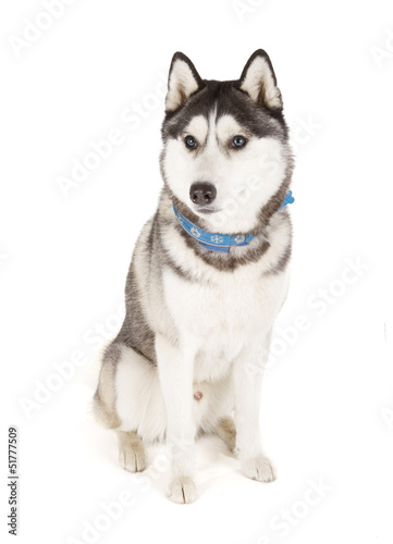 Siberian Husky