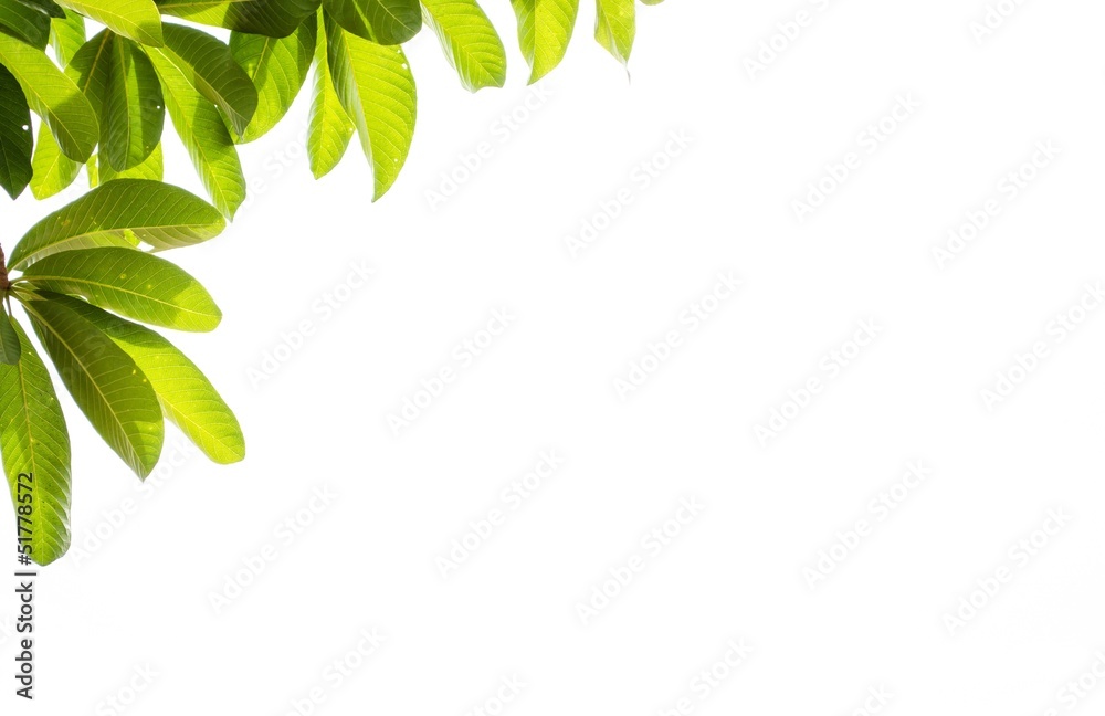 Obraz premium Sal Tree isolate