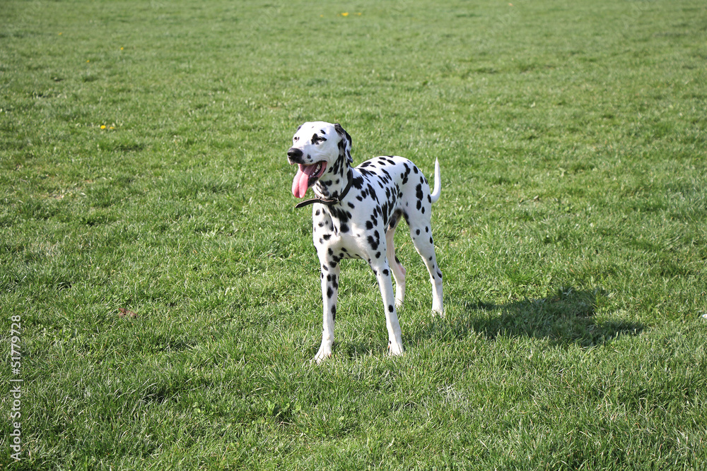 Dalmatian dog