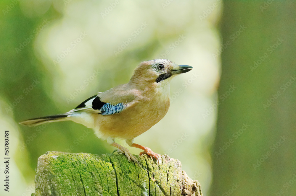 Obraz premium Prêt à bondir