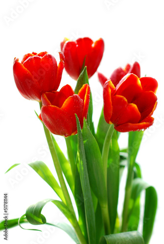 red tulips in sunlight isolated on white © teressa