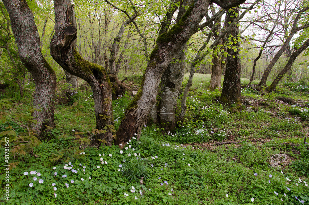 Fiori nel sottobosco umbro