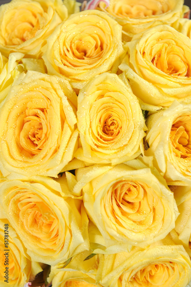 yellow rose close up yellow rose close up