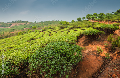 Plantations of Dadugangxiang photo