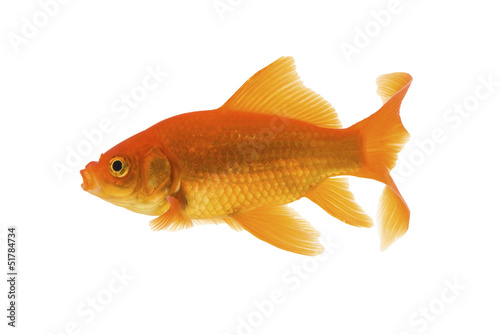 Orange Goldfish on a white background.