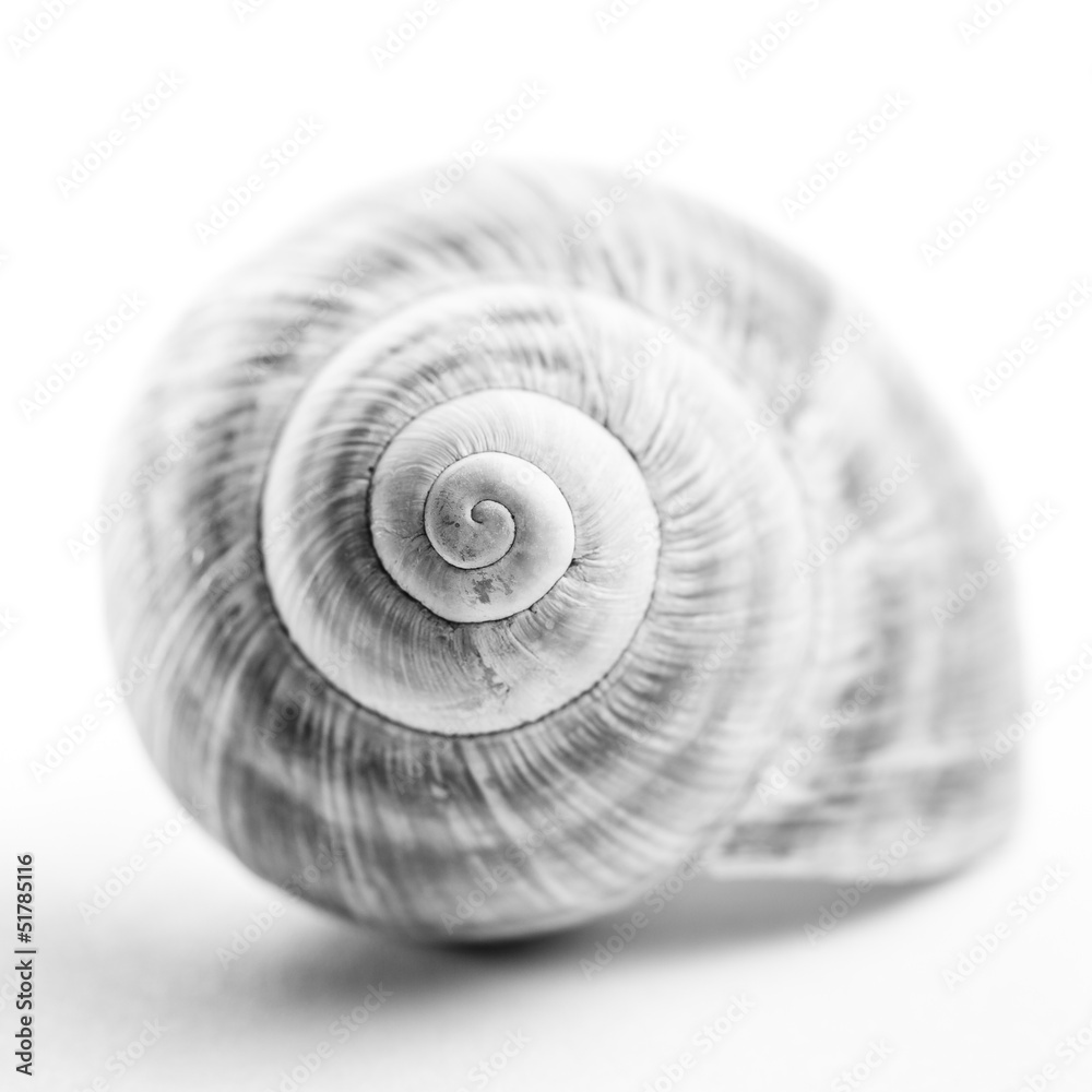 Snail shell. Shallow depth of field.