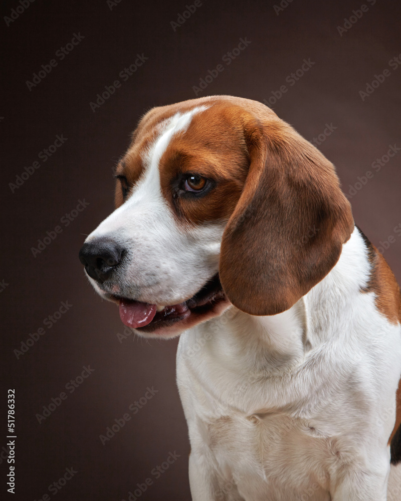 Portrait of young beagle dog