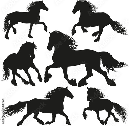 Friesian horse breed photo