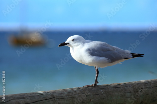 Seagull © timbre71