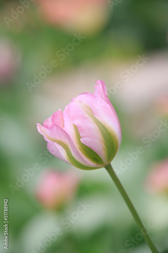 Pink Flower