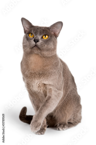 Burmese cat on white background