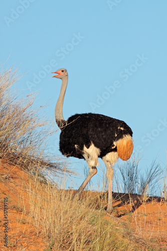 Male Ostrich on a red sand dune, Kalahari desert