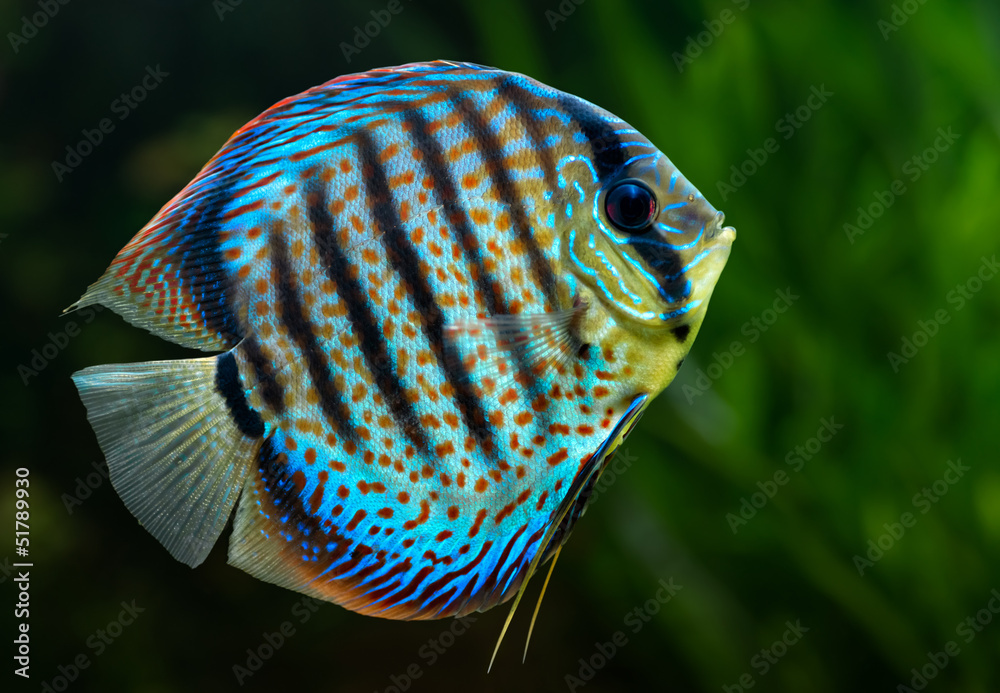 Obraz premium Discus, tropical decorative fish