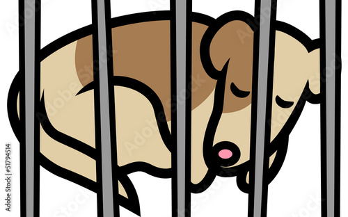 Dog in shelter