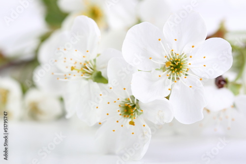 Cherry flowers on white