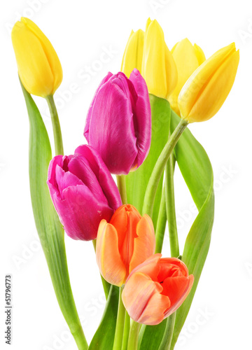 Fototapeta Naklejka Na Ścianę i Meble -  Bouquet of tulips on white background. Tulipa