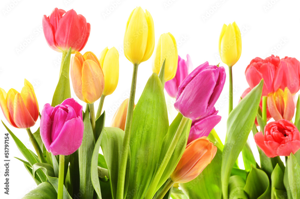 Bouquet of tulips on white background. Tulipa