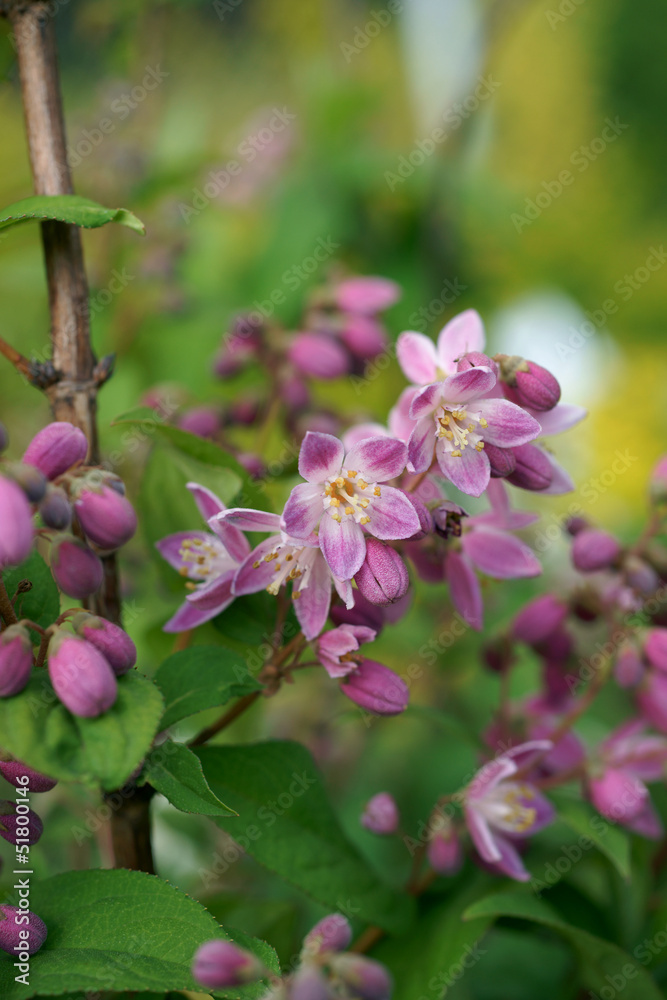 Blooming bush Deutzia Strawberry_Fields Blooming bush Deutzia Strawberry_Fields