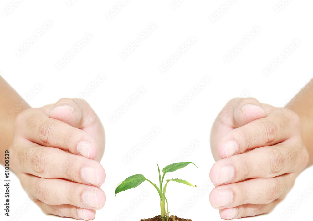 hand protecting plant