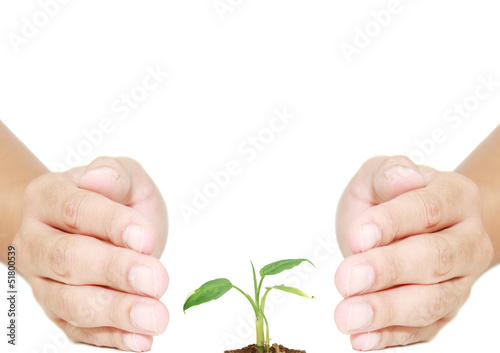 hand protecting plant