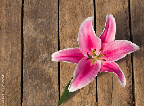 Lily on wooden background