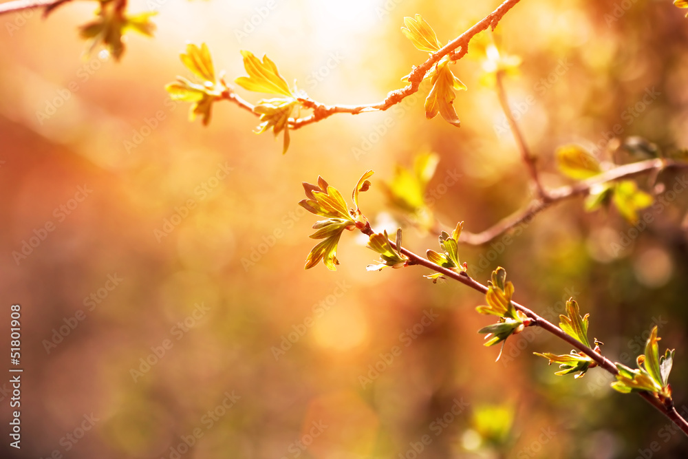 branch of black currant at sunset time branch of black currant at sunset time