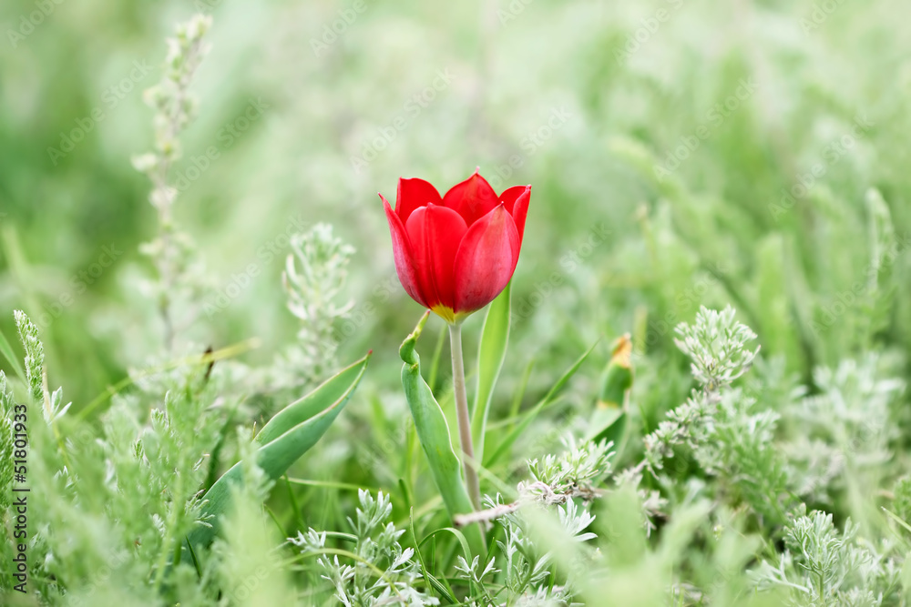 Obraz premium Cute wild red tulip