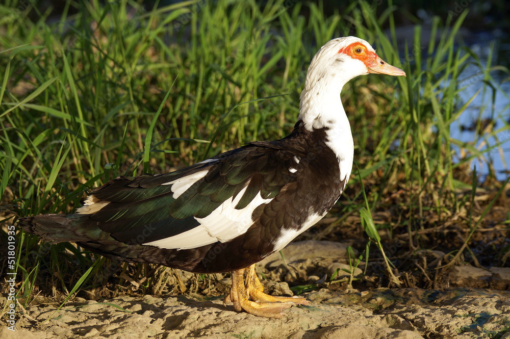 Obraz premium portrait of a black and white duck