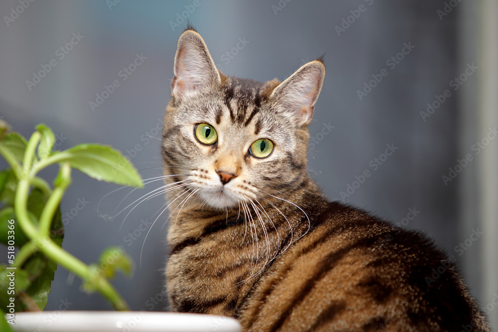 Fototapeta premium cat and flower on the window