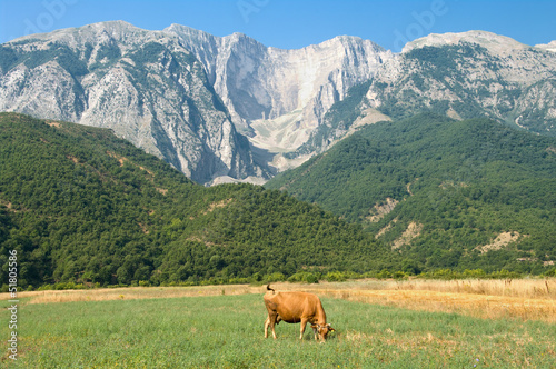 Cow And Mountains In Albania © ollirg