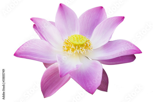 Fototapeta Naklejka Na Ścianę i Meble -  lotus isolated with the white background