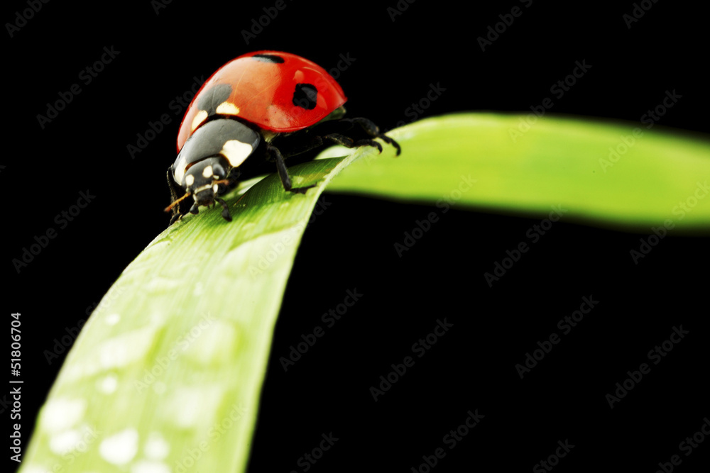 Obraz premium ladybug isolated on black