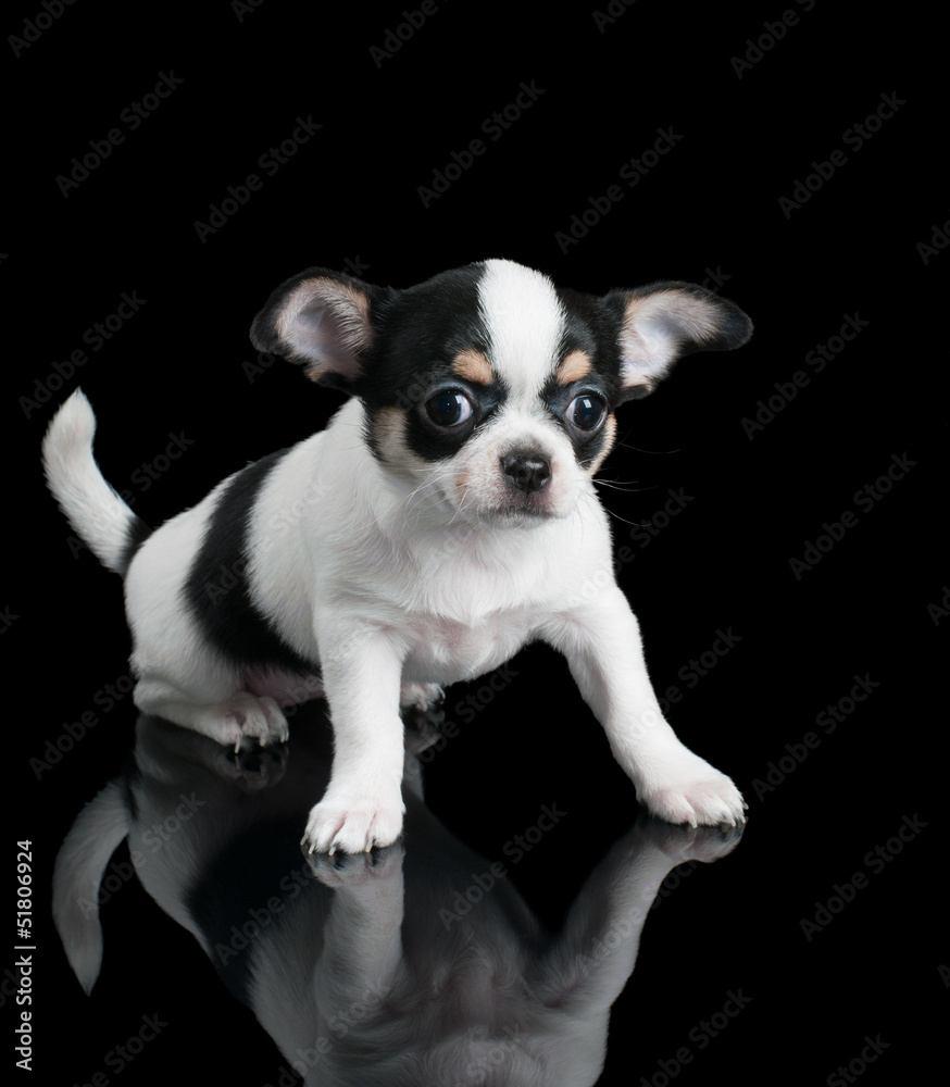 Chihuahua puppy sits on black background