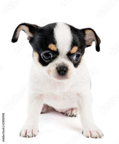 Small chihuahua puppy on white