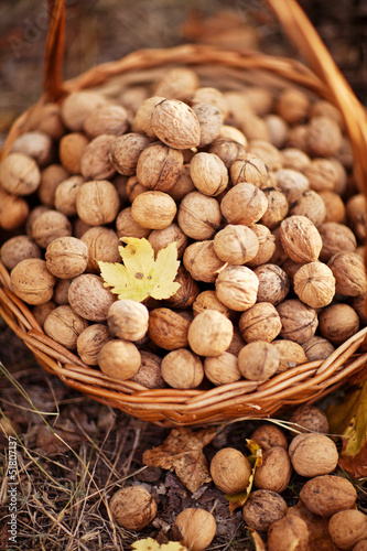 walnuts filbert in basket in the forest