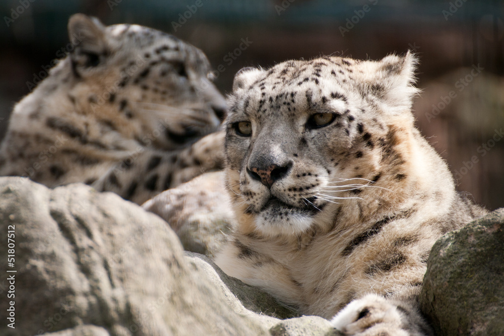 Schneeleopard Schneeleopard