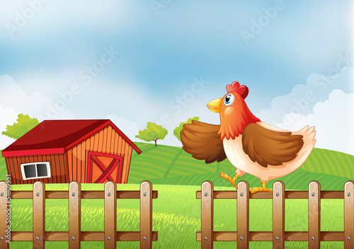 A hen above the fence