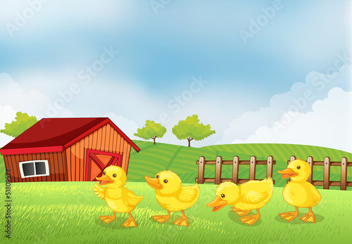 Four chicks in the farm with a barn and a wooden fence